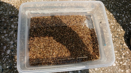 選別した種子の写真