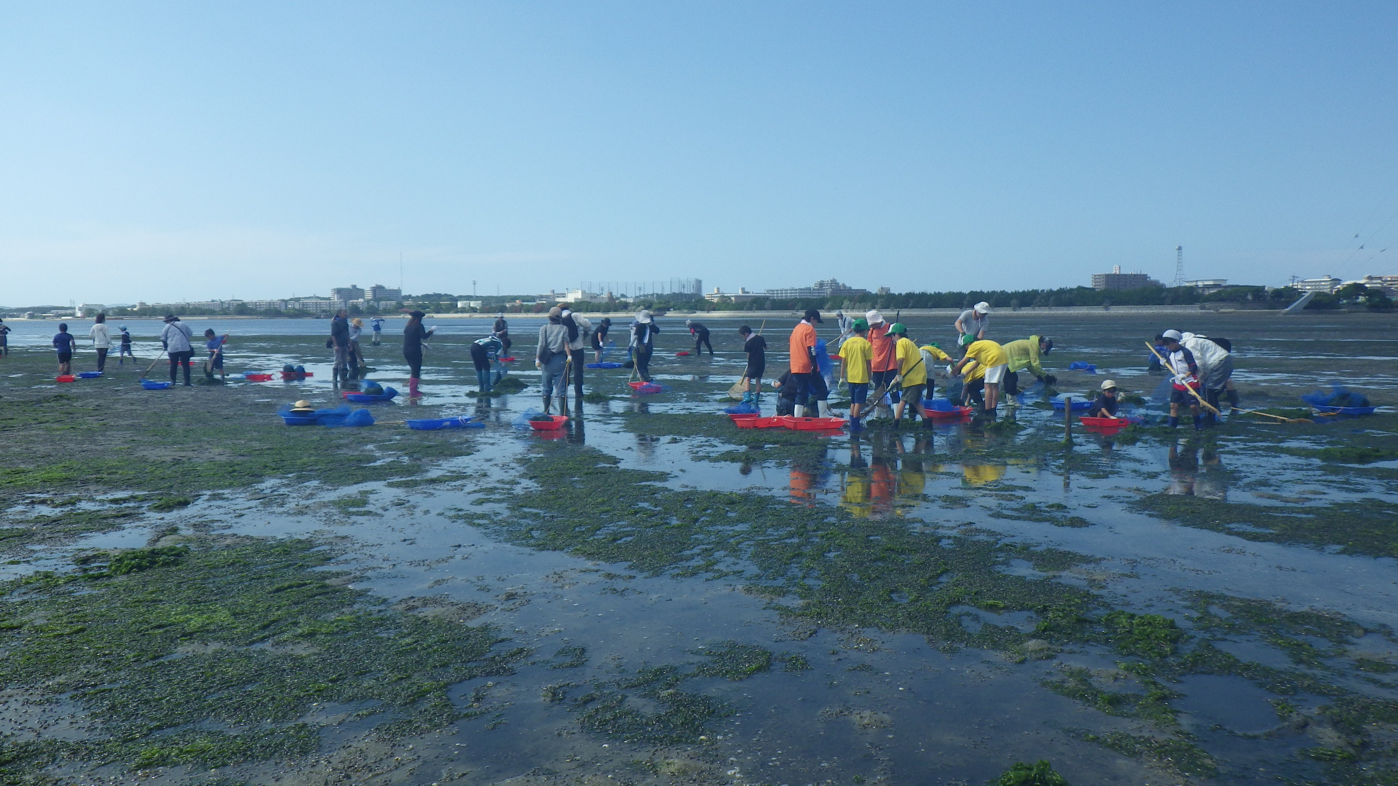 アオサのお掃除①