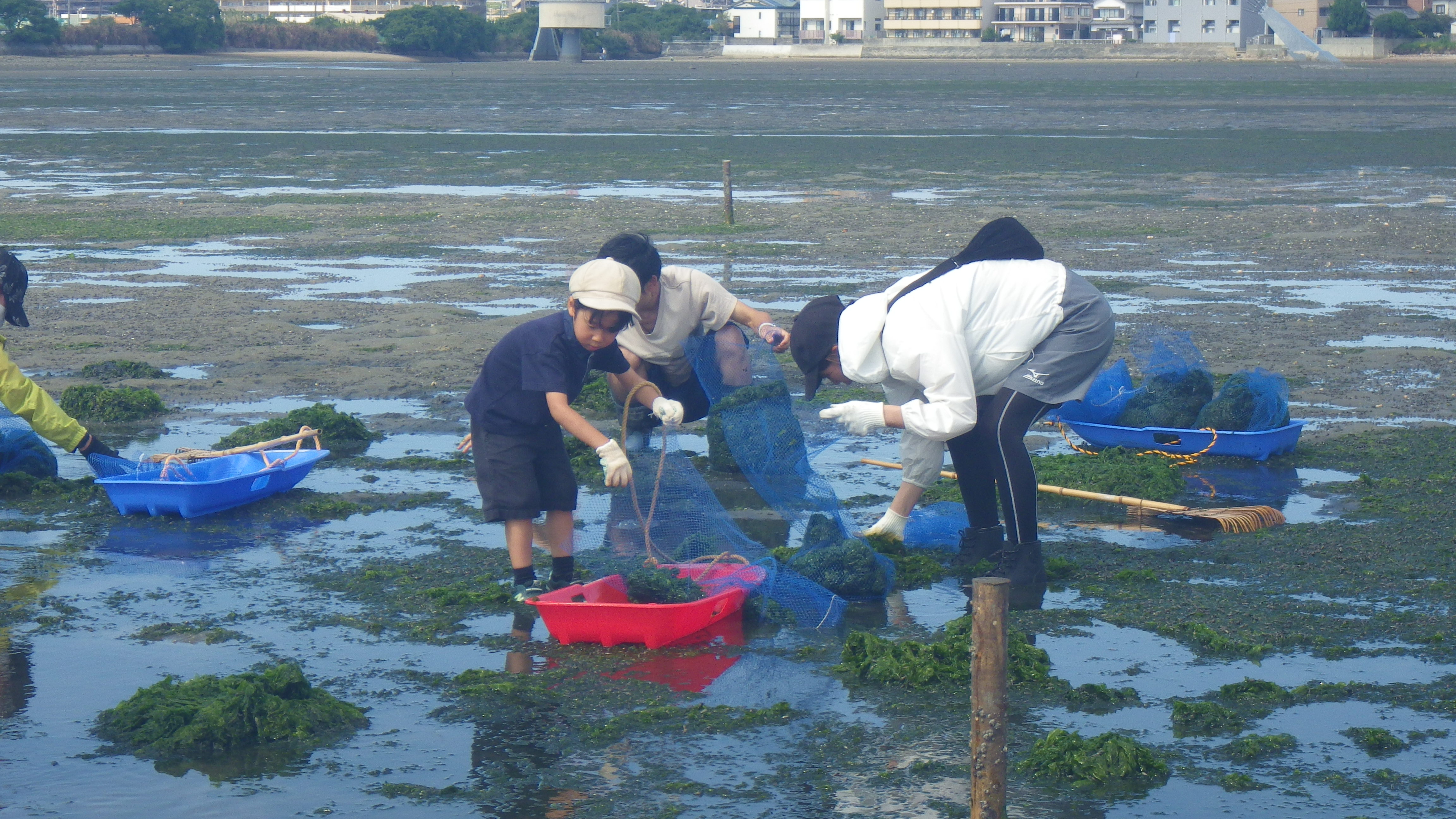 アオサのお掃除②