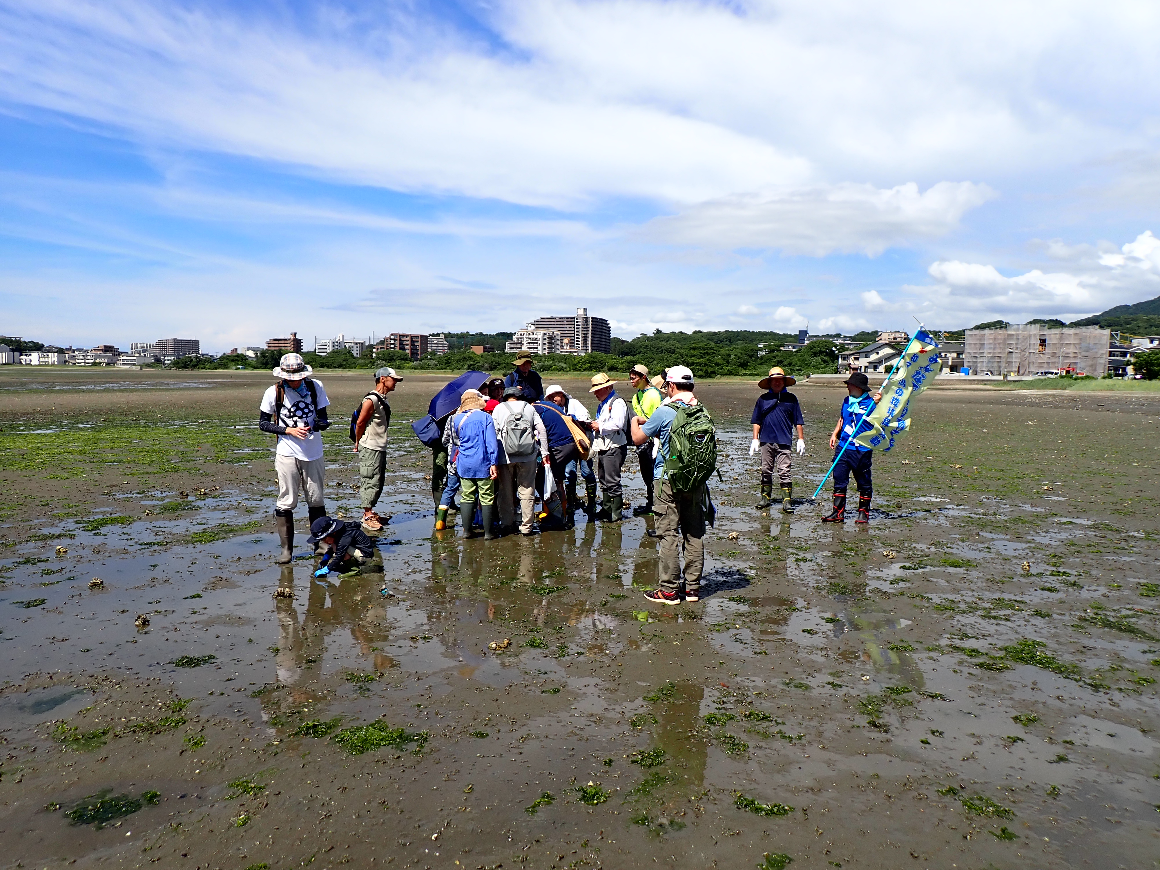 干潟の生きものを探している様子
