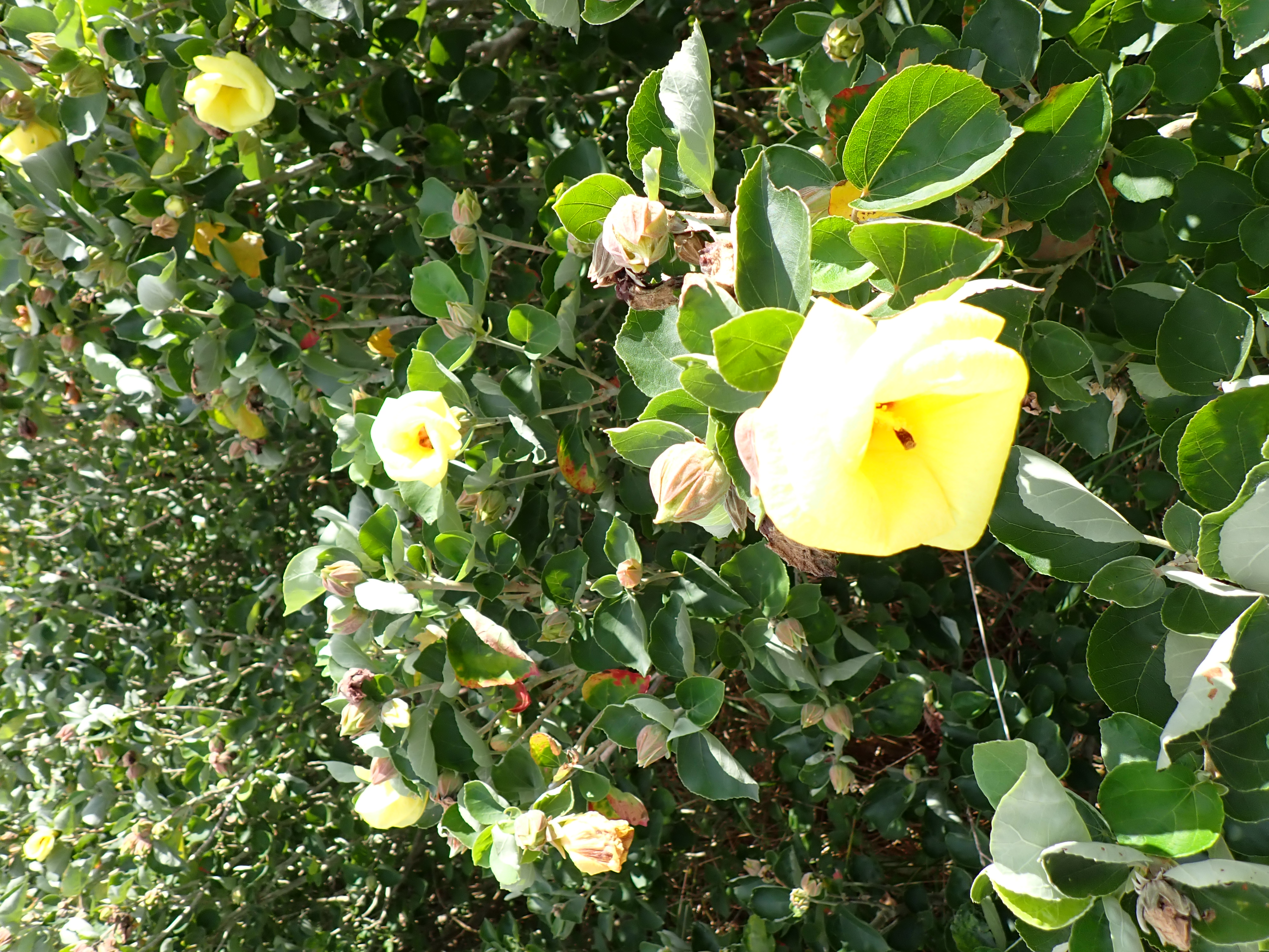 ハマボウの写真