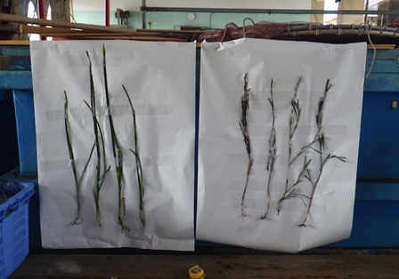 アマモ生活史の説明写真