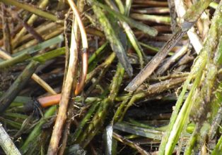 花枝の拡大写真