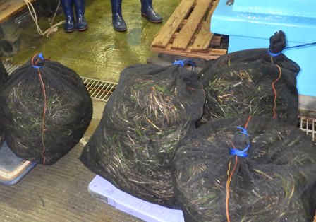 準備できた花枝が入った袋の写真