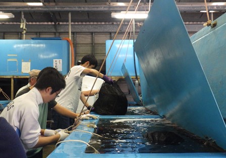 花枝が入った袋を水槽に沈める作業の写真