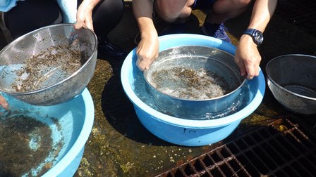 ふるいを使っている様子