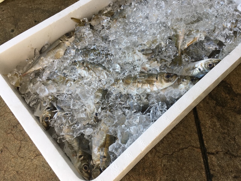 博多湾で獲れた新鮮なアジ