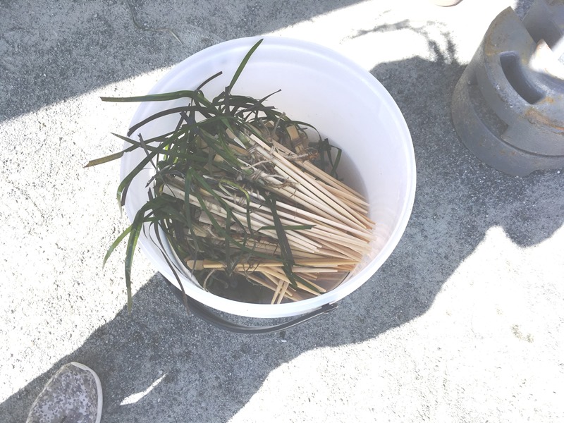 竹割りばしアマモ苗