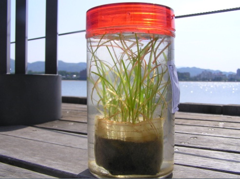 アマモポットの中