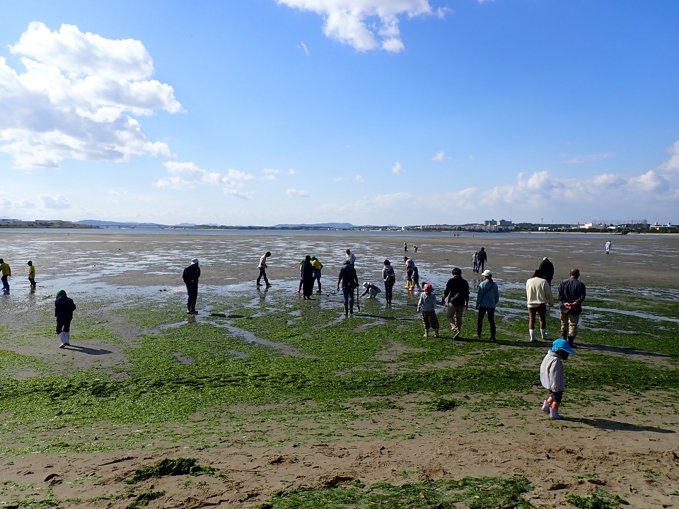 アオサ回収の様子