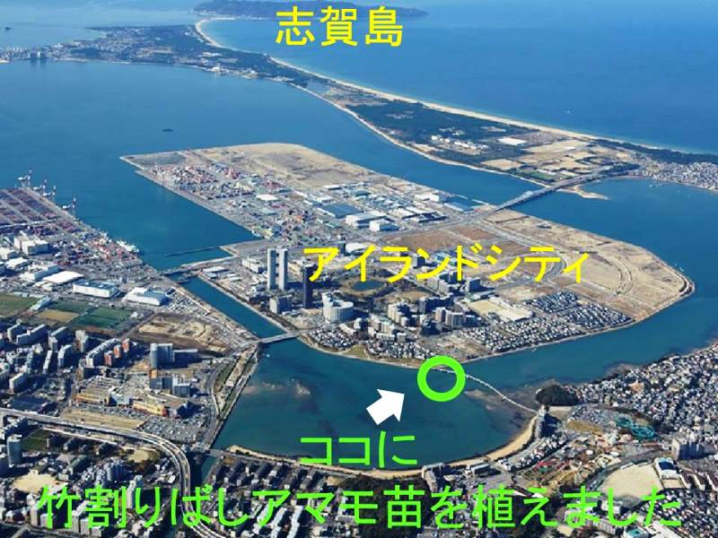 竹割りばしアマモ苗の植え付け場所