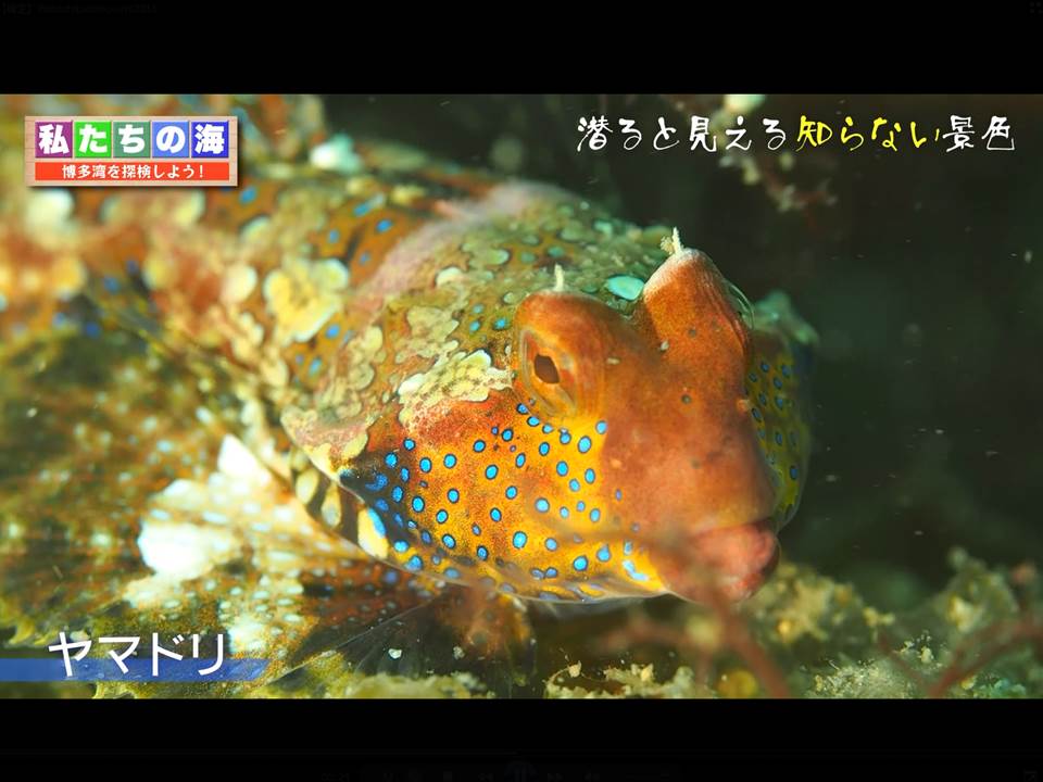 博多湾で撮影したヤマドリ（福岡チャンネル・YouTubeへ）