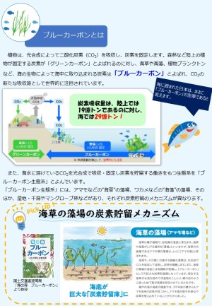 ブルーカーボンと福岡市の取組みブルーカーボンとは