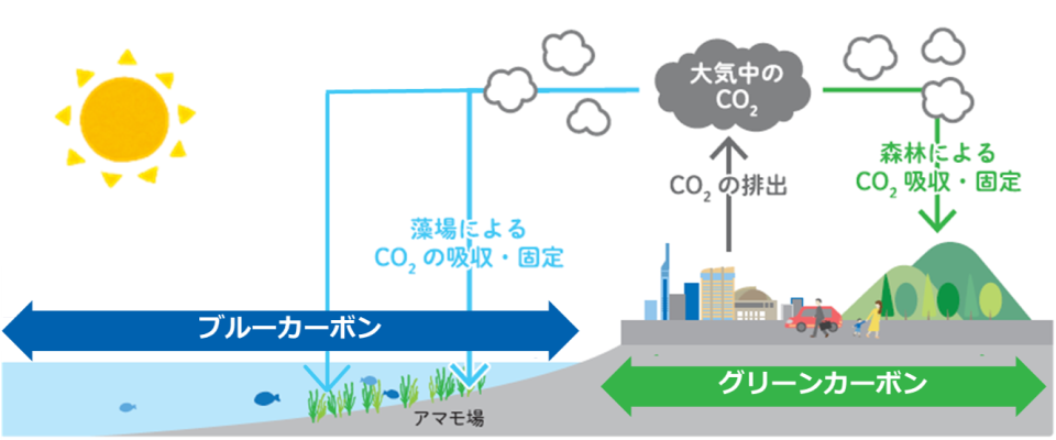 ブルーカーボンの説明