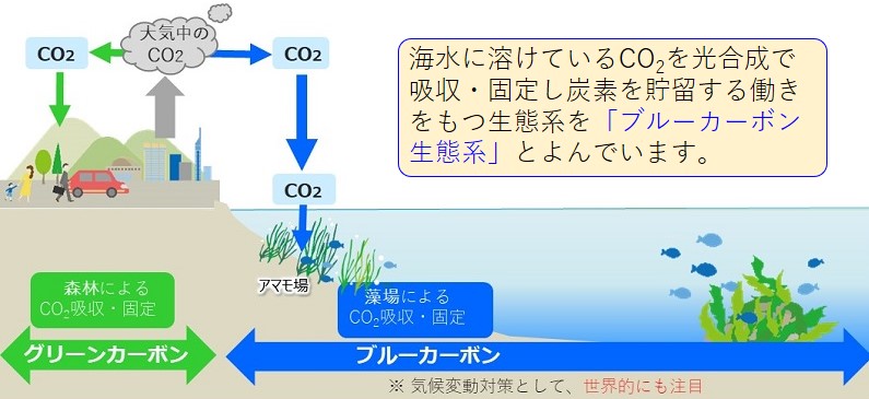ブルーカーボン