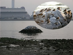 画像：野鳥の休息場として整備した人工磯と人工磯で休息するシギ・チドリ