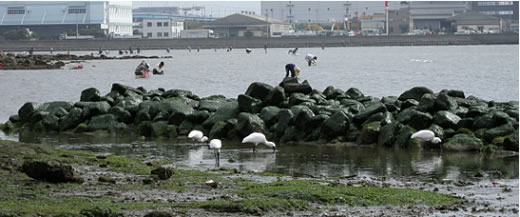 画像：整備した採餌場で採餌をするクロツラヘラサギ