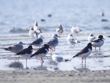 バードウォッチングの写真