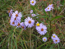 生き物観察の写真
