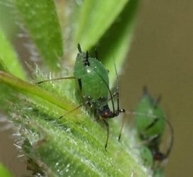 実は強いアブラムシ