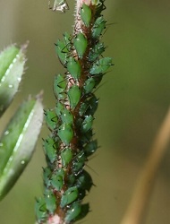 実は強いアブラムシ