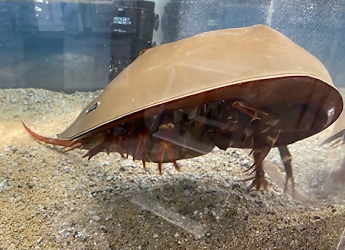 カブトガニ