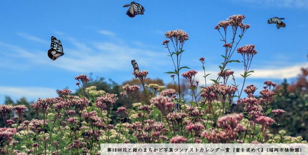 植物園のフジバカマ