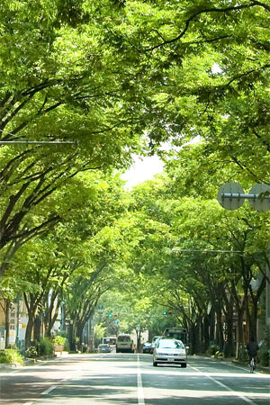 みどりの多い写真