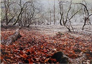 吉田ひとみさんの写真、タイトル「静寂に沈む」