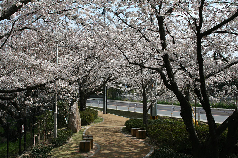 桧原桜公園内部２