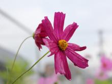 老司小学校雨のコスモス2014年11月撮影