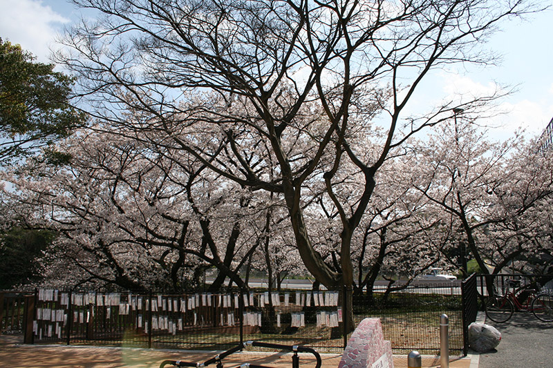 桧原桜公園内部１