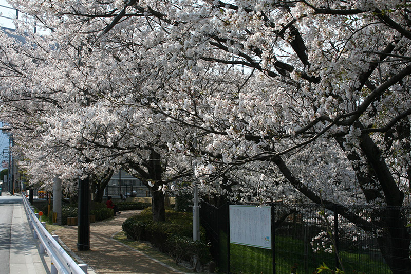桧原桜公園内部４