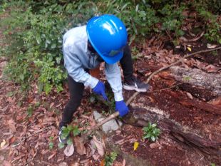 森の手入れをしている写真