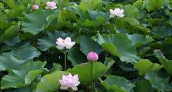 鹿助池のハスの花2011年7月撮影