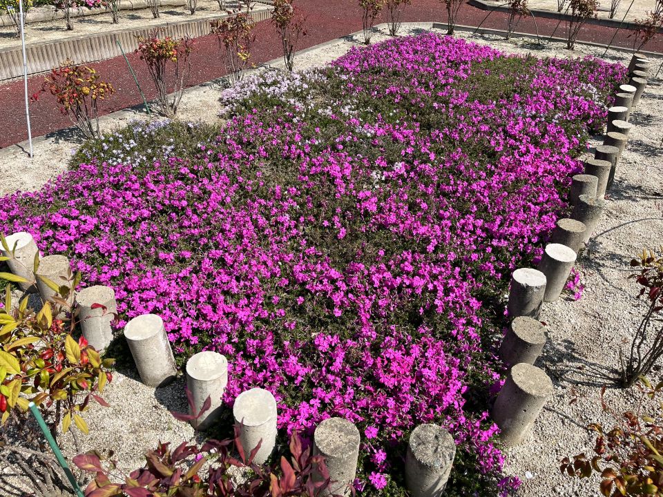 弥永団地2棟 花壇写真1
