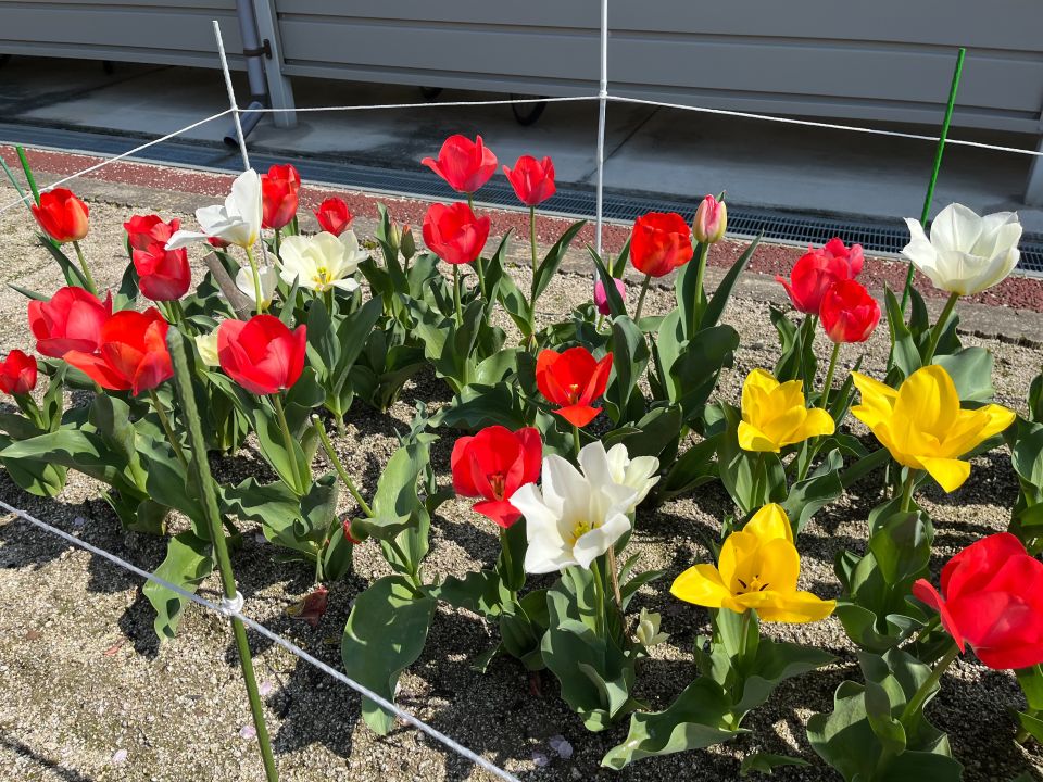 弥永団地2棟 花壇写真2