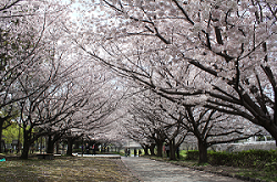那珂川河畔公園の桜（令和4年4月撮影）