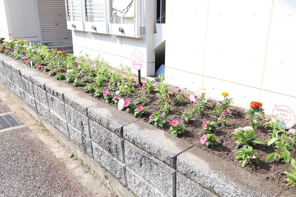 南区役所の花壇の植え替えの様子3