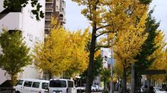 長住五丁目のイチョウ並木2011年11月撮影