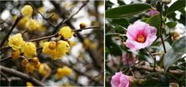 油山市民の森のロウバイ（左）とツバキ（右）2012年1月撮影