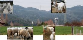 もーもーらんど油山牧場2012年3月撮影