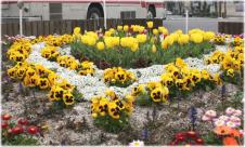 大橋駅東口（ロータリー）のチューリップ2012年4月撮影