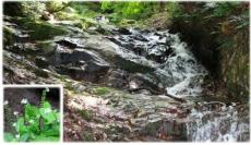 油山市民の森の渓流とミズタビラコ2012年6月撮影
