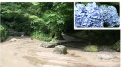 柏原自然公園の水辺とアジサイ2012年6月撮影