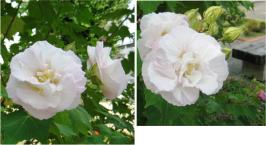 塩原西公園のフヨウ2012年9月撮影