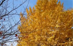 平尾霊園のイチョウ2012年11月撮影