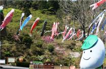 油山市民の森のこいのぼり2013年3月撮影