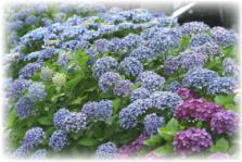 長住中央公園のアジサイ2013年6月撮影