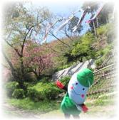 油山市民の森のこいのぼりと八重桜2014年4月撮影